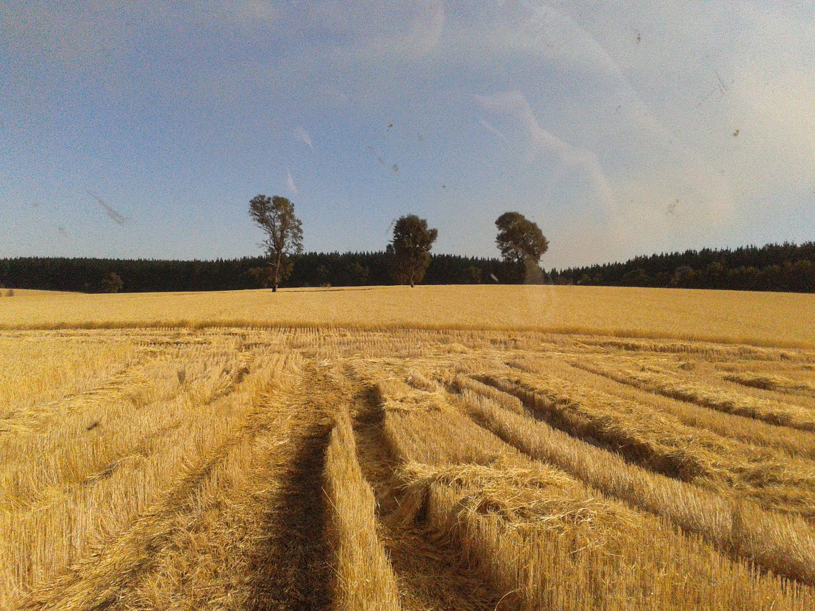 Campo de trigo en Mulchén
